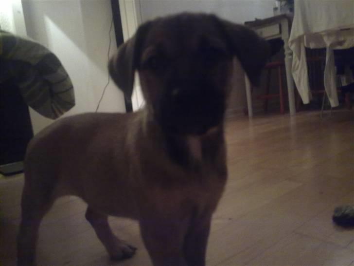 Blanding af racer Banditta-Aka-Karla Kanin (omplaceret) billede 1