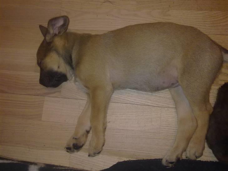 Blanding af racer Banditta-Aka-Karla Kanin (omplaceret) billede 2