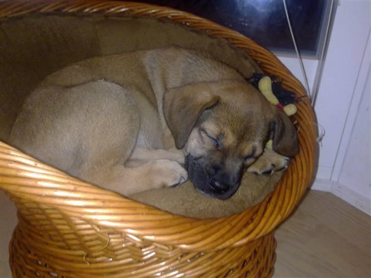 Blanding af racer Banditta-Aka-Karla Kanin (omplaceret) billede 3