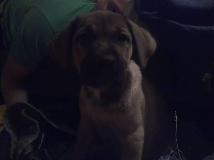 Blanding af racer Banditta-Aka-Karla Kanin (omplaceret) billede 4