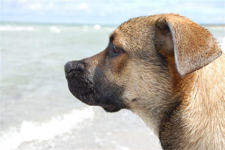 Blanding af racer Banditta-Aka-Karla Kanin (omplaceret) billede 5