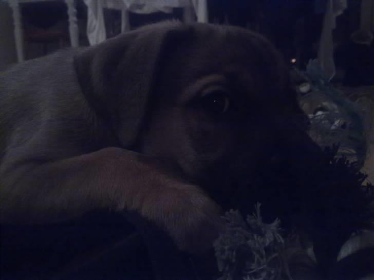 Blanding af racer Banditta-Aka-Karla Kanin (omplaceret) billede 6