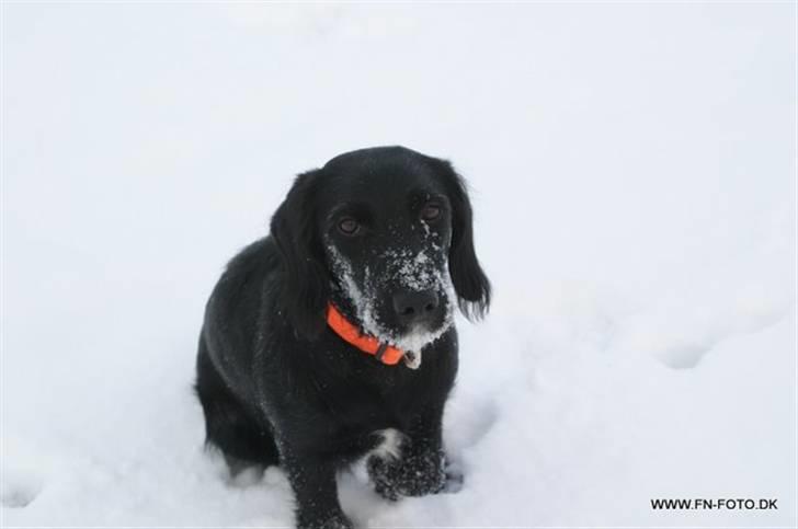 Blanding af racer bella billede 9