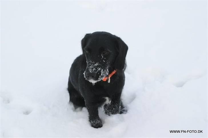 Blanding af racer bella billede 10