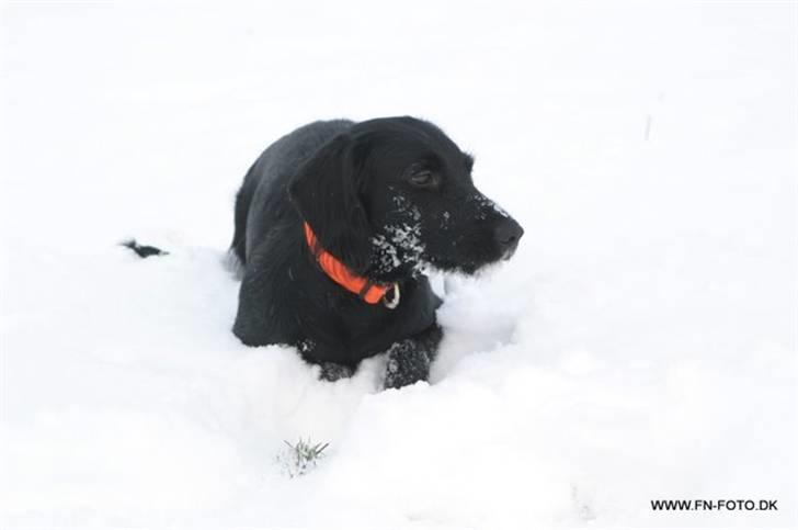 Blanding af racer bella billede 11