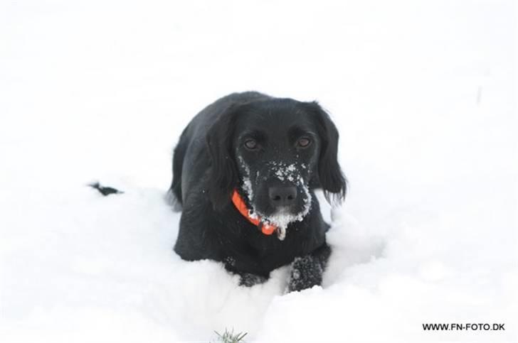 Blanding af racer bella billede 12