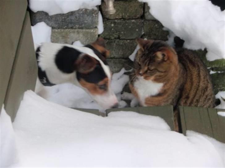 Dansk svensk gaardhund Choppi - Endelig ven med katten . billede 14
