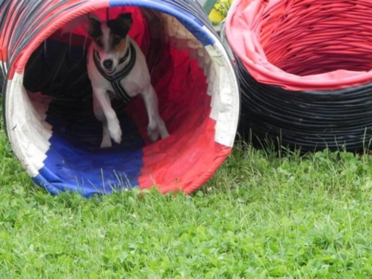 Dansk svensk gaardhund Choppi - Choppi igennem tunnel billede 15