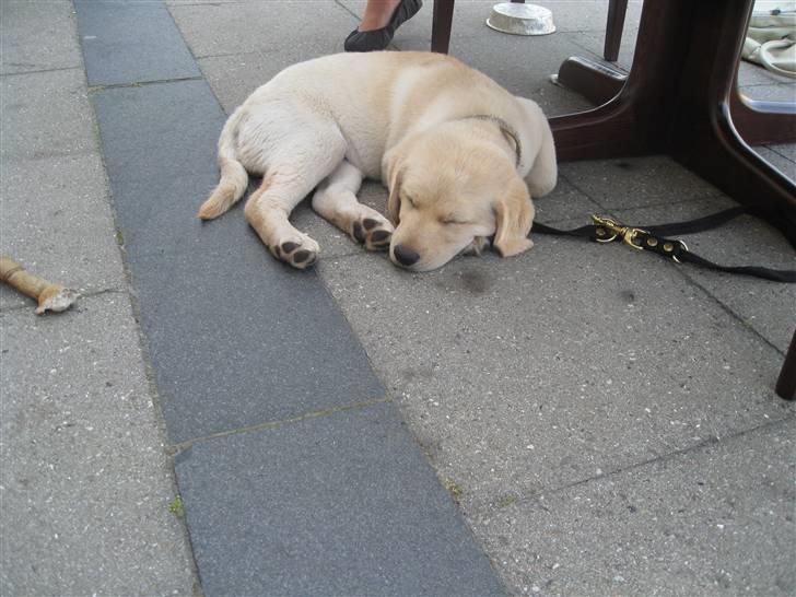 Labrador retriever Maggie billede 6