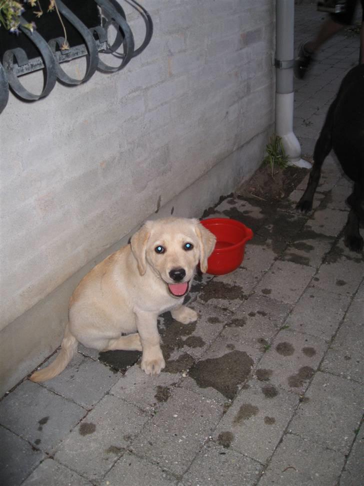 Labrador retriever Maggie billede 7