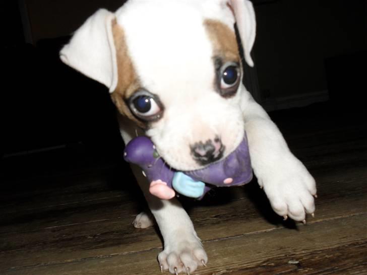 Amerikansk bulldog chevy billede 6