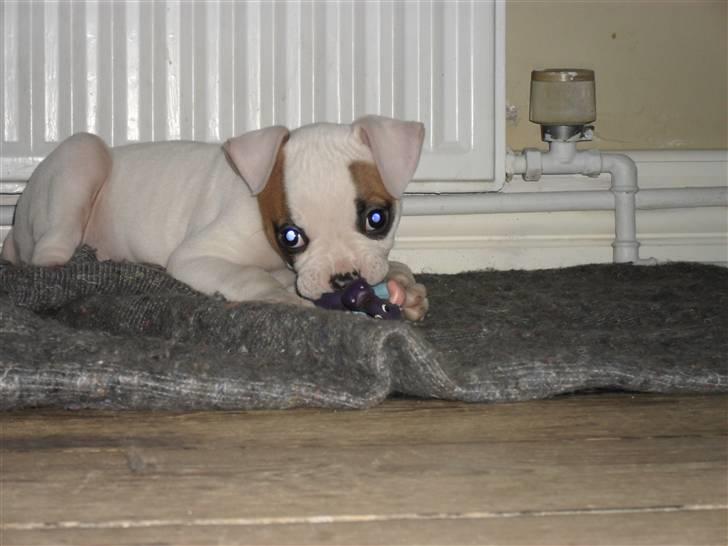 Amerikansk bulldog chevy billede 7