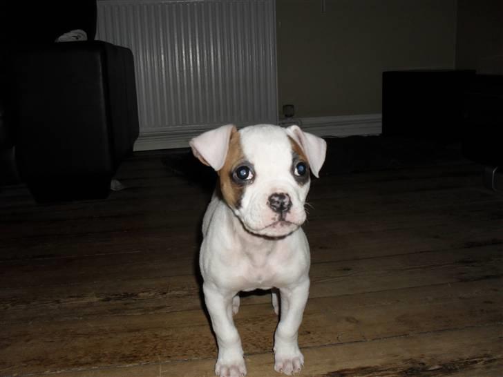 Amerikansk bulldog chevy billede 8