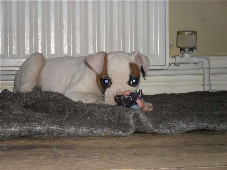 Amerikansk bulldog chevy billede 9