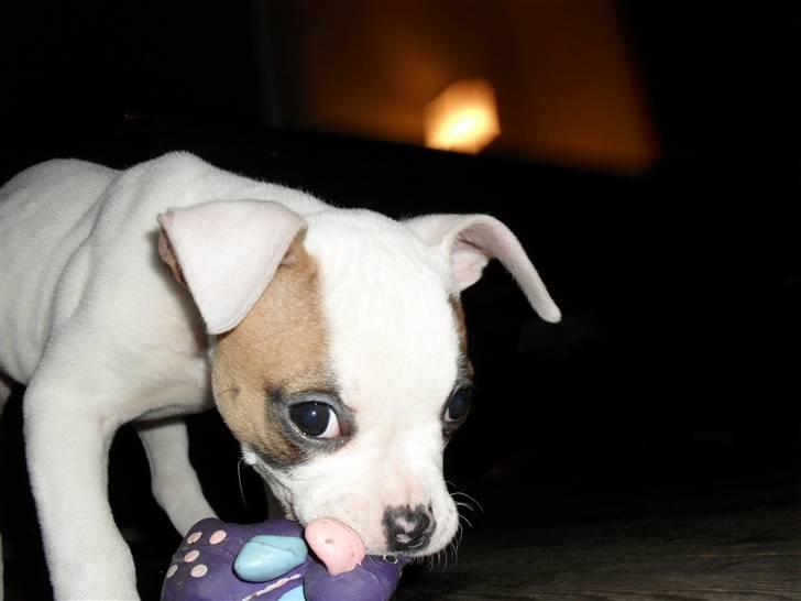 Amerikansk bulldog chevy billede 10