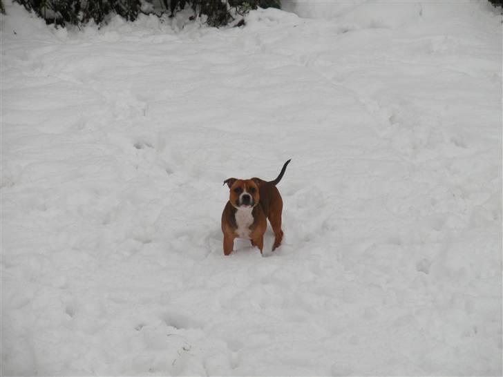Staffordshire bull terrier Chloé billede 16