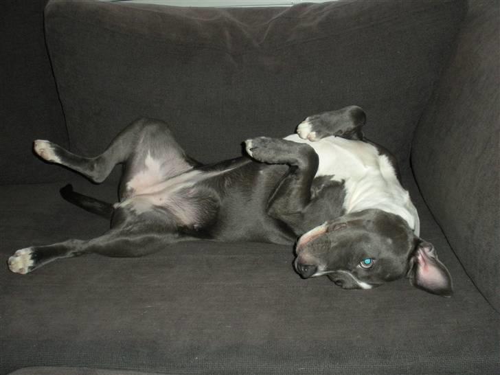 Staffordshire bull terrier Dixie Blue billede 15