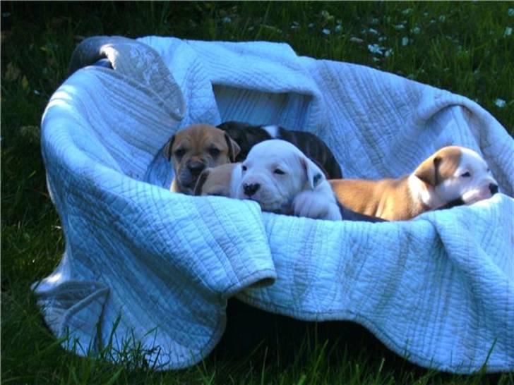 Amerikansk staffordshire terrier Gucci billede 19