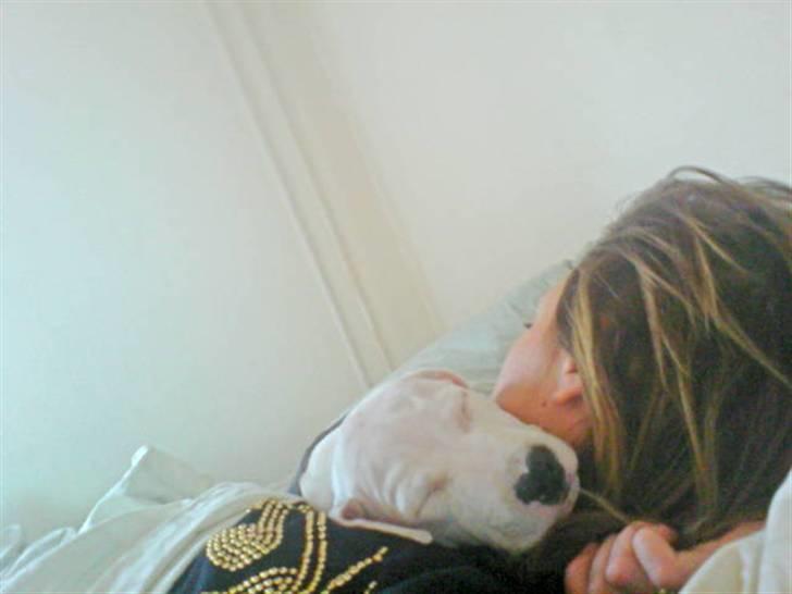 Amerikansk staffordshire terrier Gucci billede 20