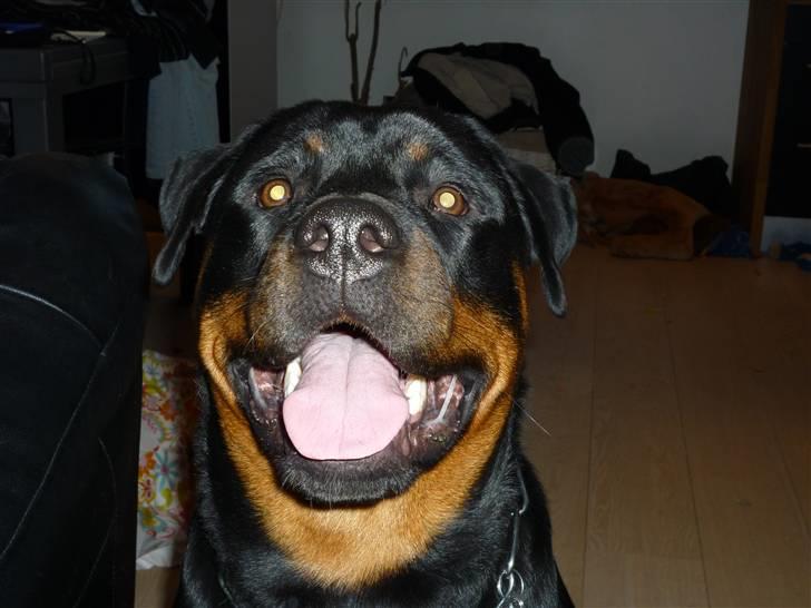 Rottweiler Uffe billede 1