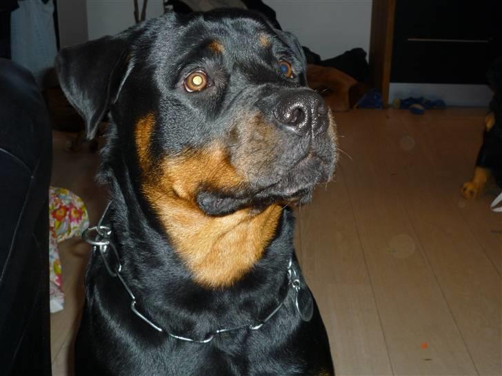 Rottweiler Uffe billede 2