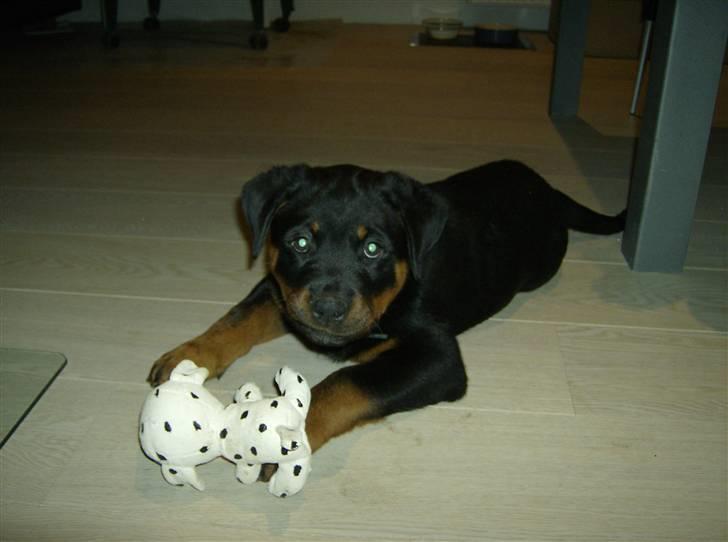 Rottweiler Uffe billede 3