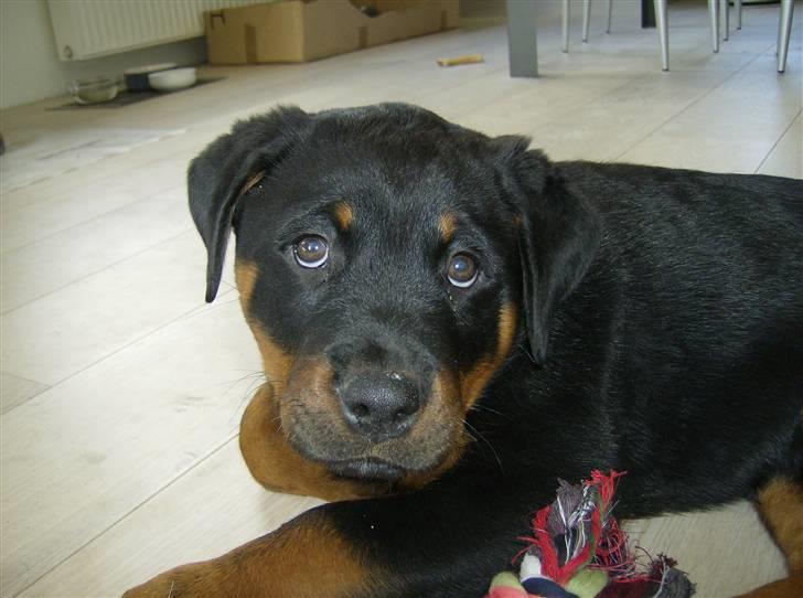 Rottweiler Uffe billede 4