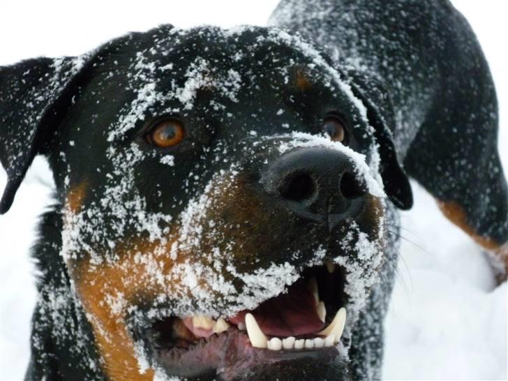 Rottweiler Uffe billede 5