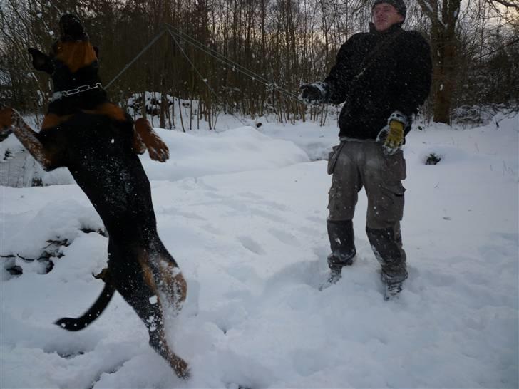 Rottweiler Uffe billede 6