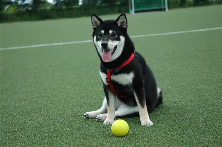 Shiba Toriyama's Aki (Akisha) billede 4