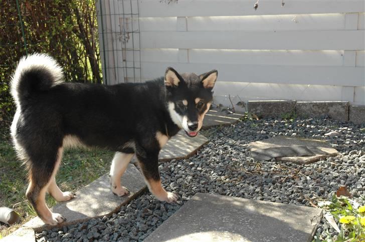 Shiba Toriyama's Aki (Akisha) billede 5