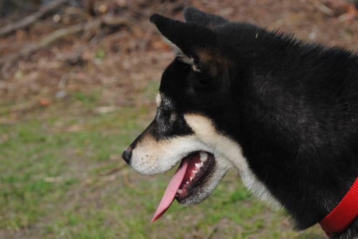 Shiba Toriyama's Aki (Akisha) billede 6