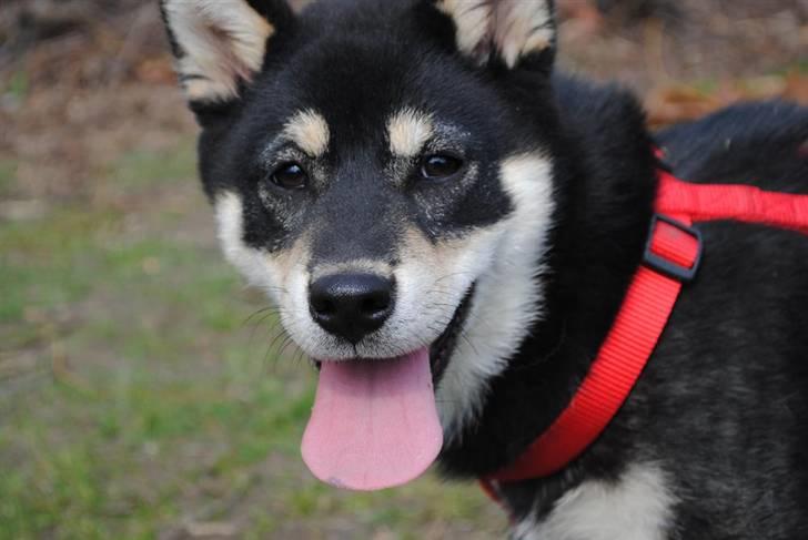 Shiba Toriyama's Aki (Akisha) billede 7