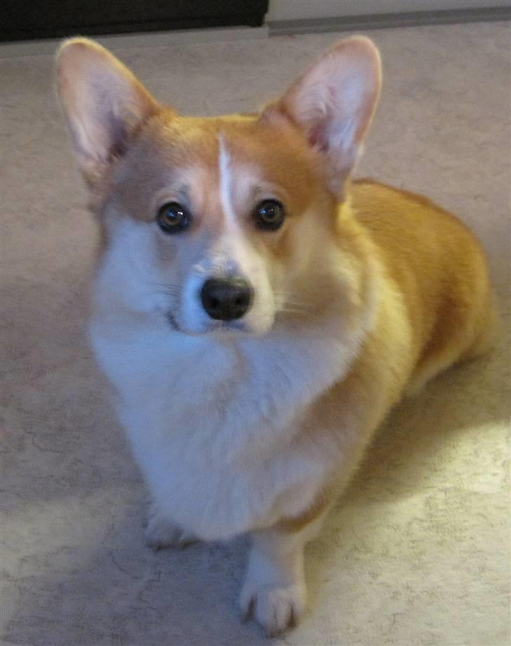 Welsh corgi pembroke Basse - Hvad er det da du har der billede 3
