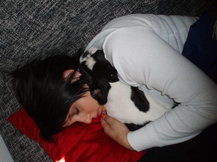 Fransk bulldog Carla *RIP* billede 5