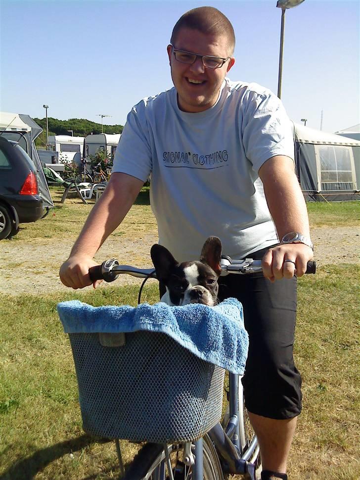 Fransk bulldog Carla *RIP* billede 6