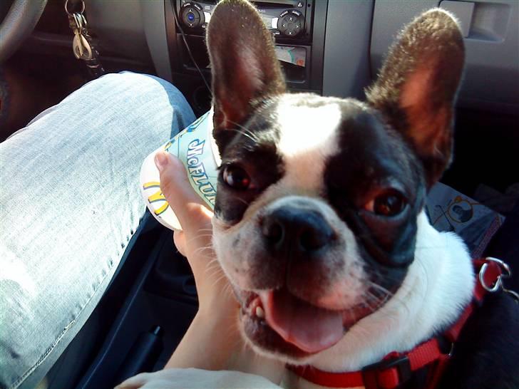 Fransk bulldog Carla *RIP* billede 7