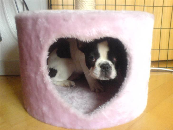 Fransk bulldog Carla *RIP* billede 8