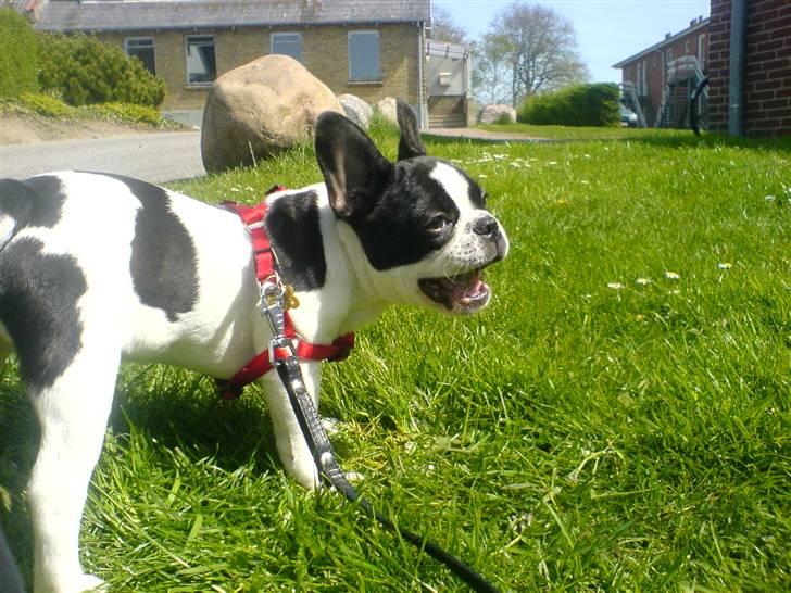 Fransk bulldog Carla *RIP* billede 9