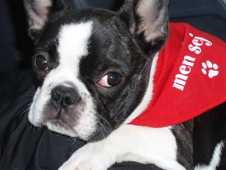 Fransk bulldog Carla *RIP* billede 10