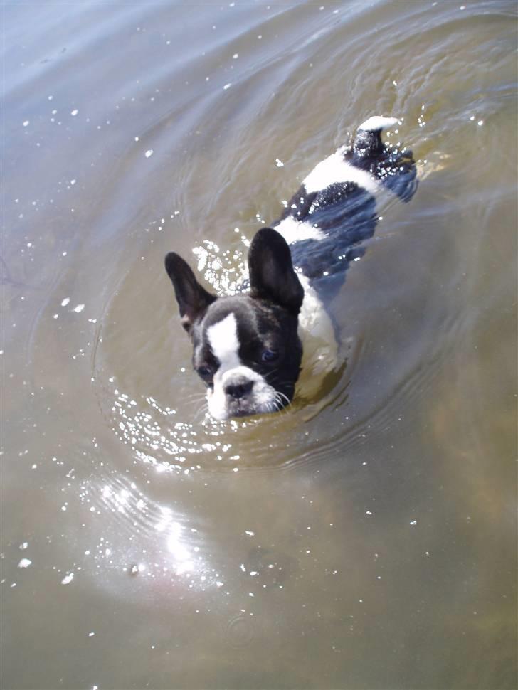 Fransk bulldog Carla *RIP* billede 11