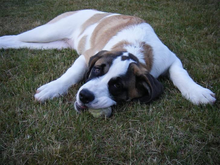 Sankt bernhardshund Sisca - Prinsessen :) billede 2