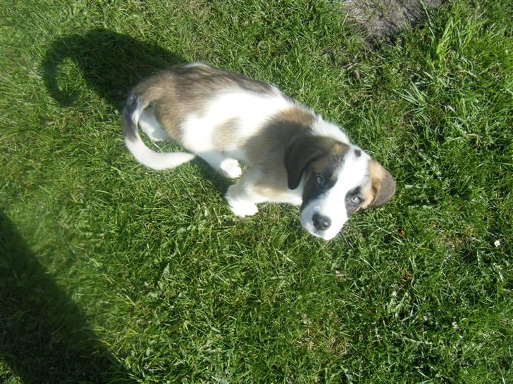 Sankt bernhardshund Sisca - Dagen efter vi fik hende. billede 3