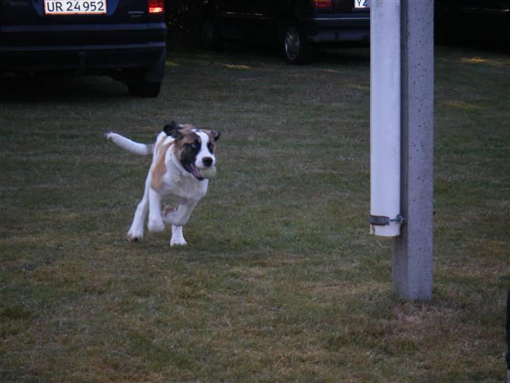 Sankt bernhardshund Sisca - Fuld fart der ud af. sommeren 2009 uge29. billede 4