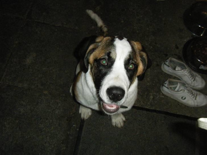 Sankt bernhardshund Sisca - Sommeren 2009 uge 29. billede 5