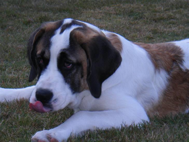 Sankt bernhardshund Sisca - Så tager hun lige en slapper. sommeren 2009 uge 29. billede 6