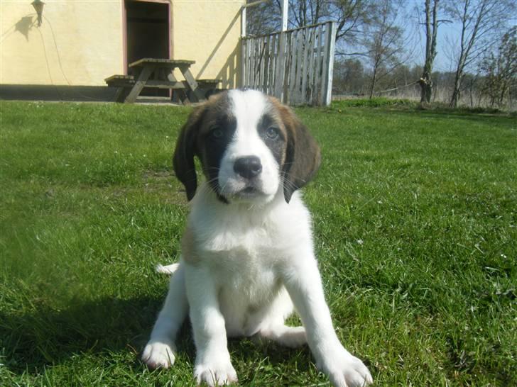 Sankt bernhardshund Sisca - Dagen efter vi fik hende. marts 2009. billede 7