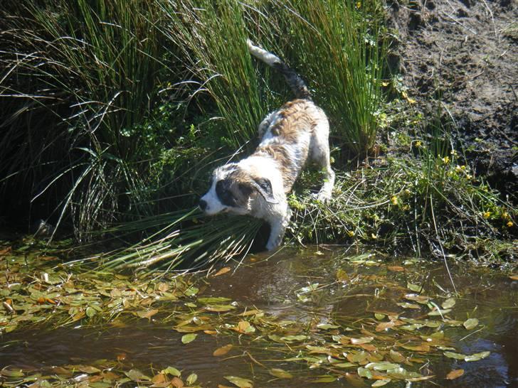 Sankt bernhardshund Sisca - Glad vand hund. Sommeren 2009. billede 8