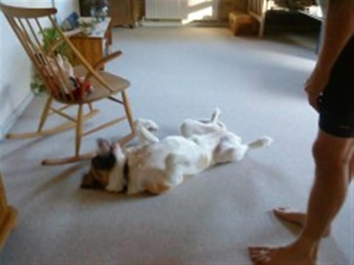 Sankt bernhardshund Sisca - Klø mig lige på maven :) billede 9