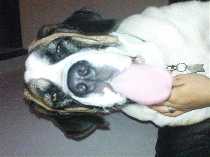 Sankt bernhardshund Sisca - Smil du er på :) billede 10